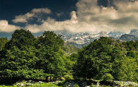 Palomberu beech forest