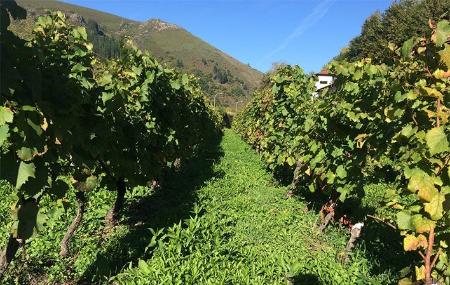 Vineyards in Cangas del Narcea