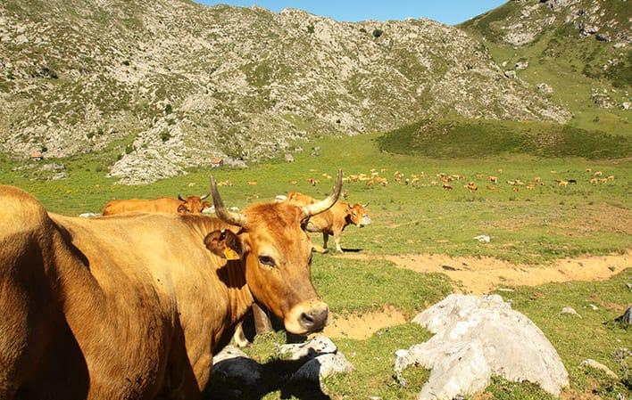 Ir a Imagen Senda del Arcediano