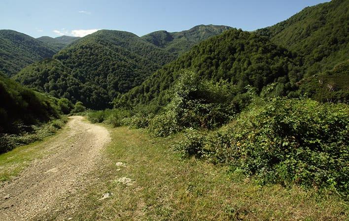 Ruta Bosques de Valgrande foto 3