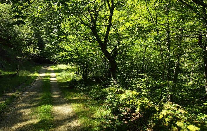 Ruta Bosques de Valgrande foto 4