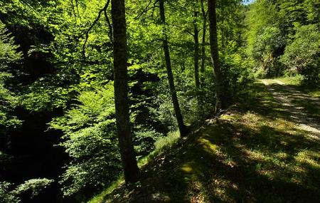 Foreste della Valgrande 1