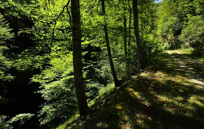 Aller à Image Route des forêts de Valgrande