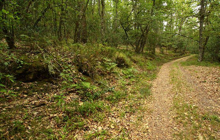 Por Donde Camina el Oso
