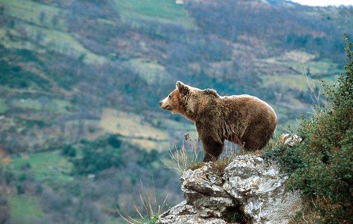 Oviedo/Uviéu, el Prerrománico y los Valles del Oso