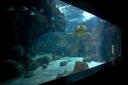 Acuario