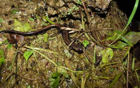Paseos noctámbulos Terix Biointerpretación