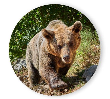 Oso pardo cantábrico en un primer plano.