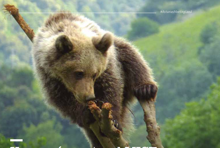 Oso