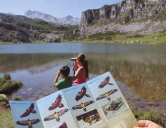 Quebrantahuesos