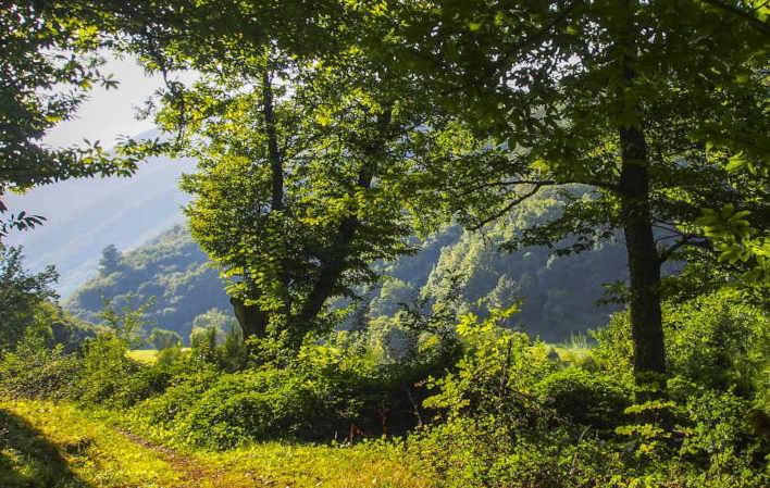 Parque Natural de las Fuentes del Narcea, Degaña e Ibias