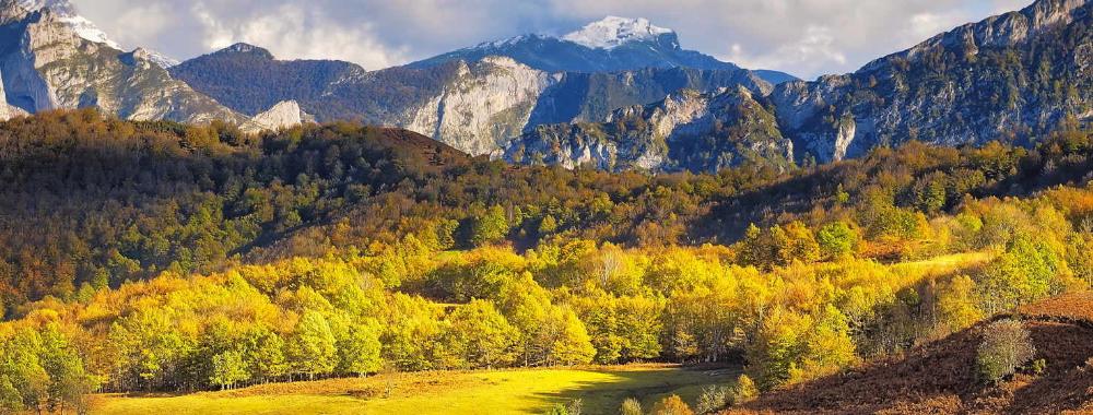 Imagen Ponga Natural Park
