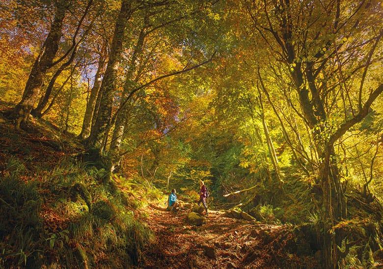 Image de la hêtraie de Montegrande (Teverga)