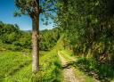 Rural path through the Senda Verde de San Martín de Oscos, surrounded by vegetation.