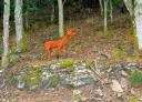 Escultura de un ciervo entre árboles, realizada con ramas trenzadas.