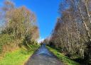 Group of hikers walking along a paved stretch flanked by deciduous trees.