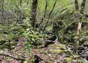 Stream between moss and fallen leaves in a mixed native forest on the Silence Route.