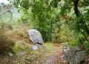 Section of the trail with large boulders and lush vegetation.