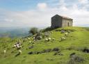 Flock of sheep grazing next to the chapel of Magdalena del Monsacro