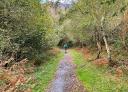 Hiker walking along the leaf-covered wooded section of the path.