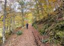 Hiker on leaf-covered path in autumn beech forest