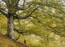 Hiker under a large hundred-year-old beech tree on the route to Tabayón