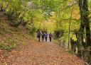 Group walking along an autumn path through brightly coloured beech forests