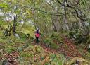 Hiker walking through beech forests on Tornu mountain