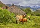 Cows grazing in the sloping meadow of Braña Tuiza under cloudy skies.