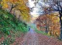 Hikers walking along a leaf-covered path among golden beeches
