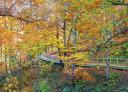 Accessible footbridge between beech trees with autumn leaves in Montegrande