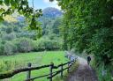 Path through trees and meadow with mountains in the background