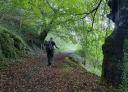 Hiker with walking stick in a leafy forest