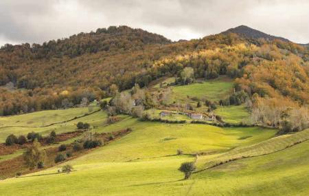 Les Bedules - Ponga Natural Park