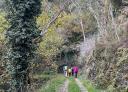 Path surrounded by vegetation with four hikers in the background