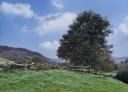 Árbol y muro de piedra en una pradera con mesa de madera