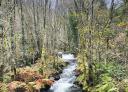 Rápidos del río Bustelín fluyendo entre un denso arbolado en el bosque