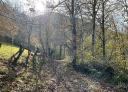 Dirt path through trees, parallel to a rustic wooden fence