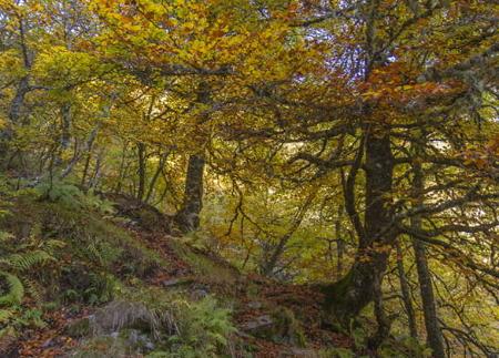 Magic Forest and Ḷḷagunas de Ḷḷagüeños.