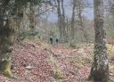 Family walking along a path covered with dry leaves among tall trees in the forest.