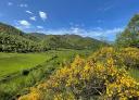 Landscape in shades of green and yellow with mountains in the background and blue sky.