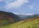 Panoramic view of the valley with cows grazing in green pastures.