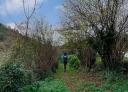 A hiker ascending a green trail, surrounded by vegetation and bushes.