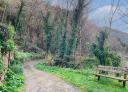 Wooden bench next to a tree-lined dirt track