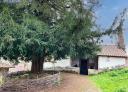 Road with a church and a century-old yew tree surrounded by a wooden fence