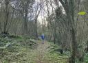 Hiker on leaf-covered wooded trail