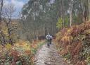 Couple of hikers ascending through eucalyptus trees in an autumn landscape.