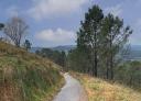 Flat stretch of asphalt road flanked by trees and autumn vegetation.
