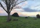 Leafless tree in a green field with wooden picnic tables and sunset sky