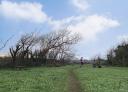 A hiker walks along a path through green vegetation.